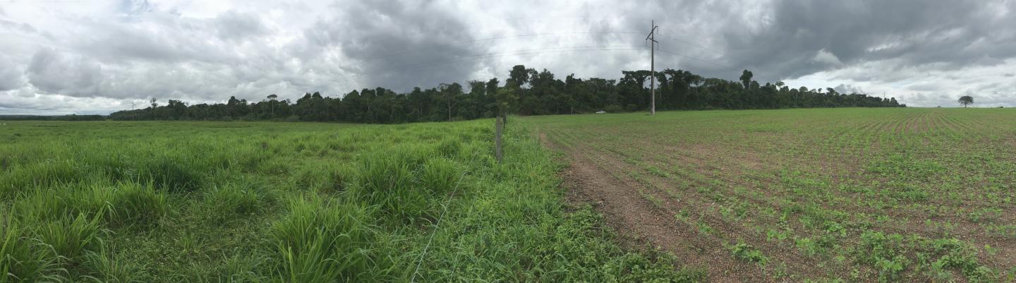Forests v Crops