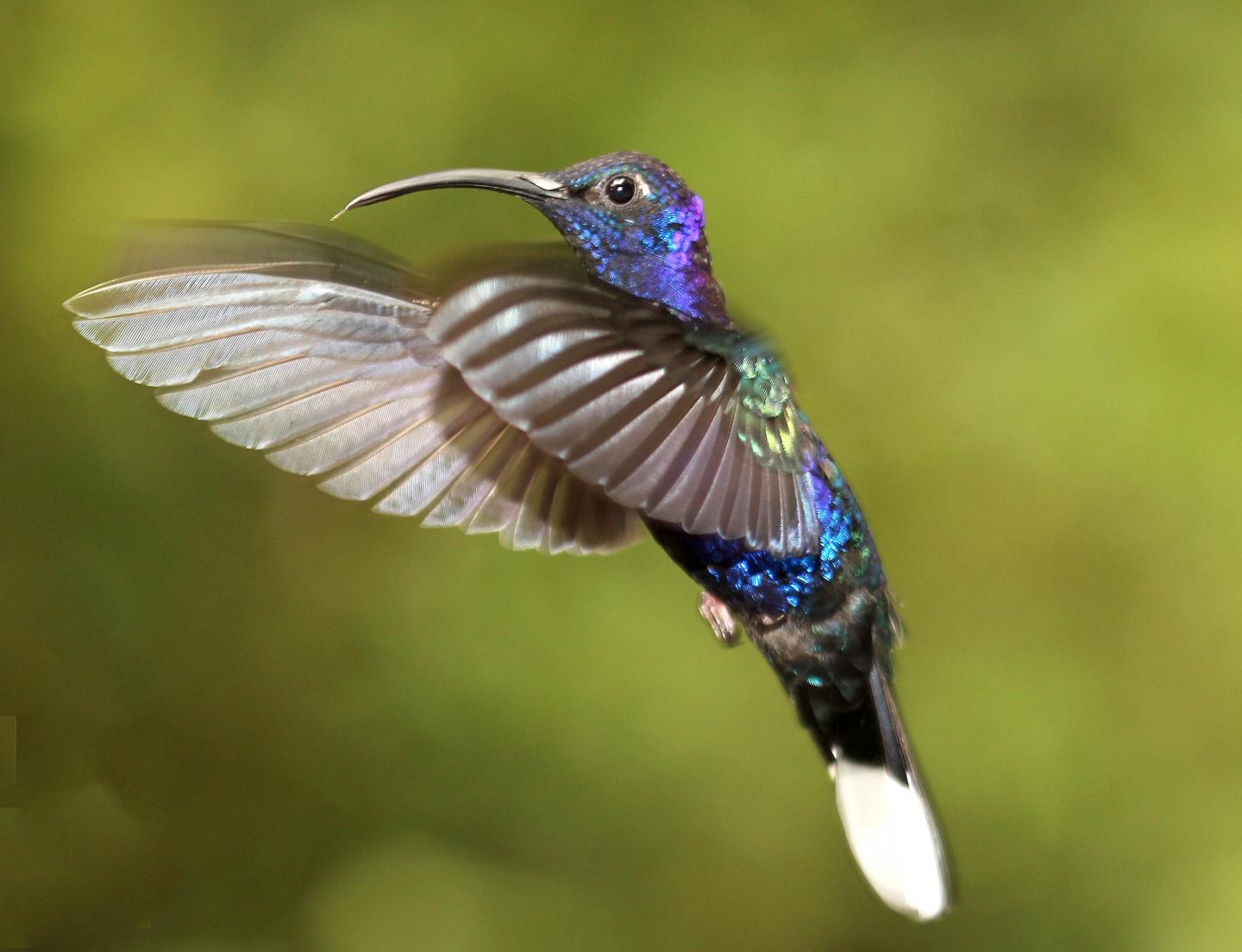 Violet Sabrewing Hummingbird