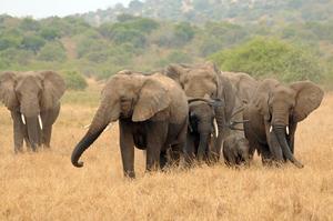 Elephants in Rwanda