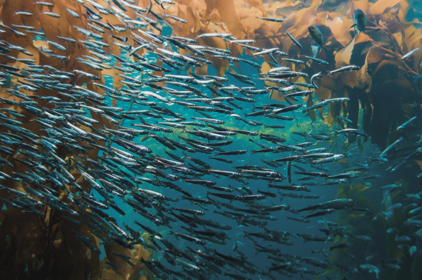 Fish Simulations Provide New Insights Into Energy Costs of Swimming