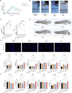 Ube2d1+/− mice in the collagen antibody-induced arthritis (CAIA) model