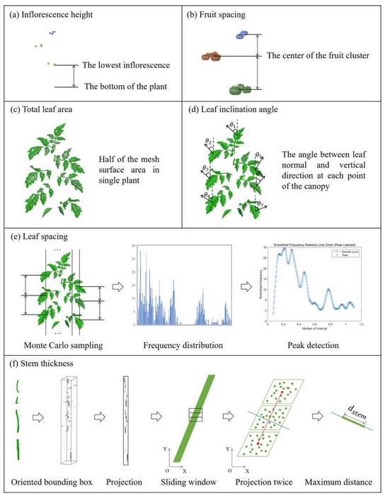 Schematic diagram of extracting tomato architectural traits.