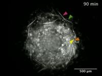 Spicule Movement