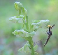 Mosquito & Flower (2 of 2)
