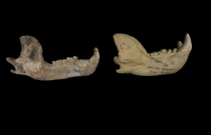Lower jaw of Ursus minimus and Helarctos mayalanus