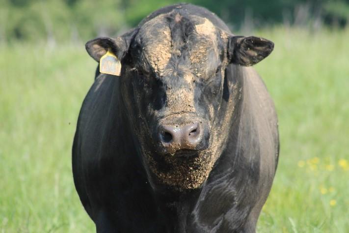Bull