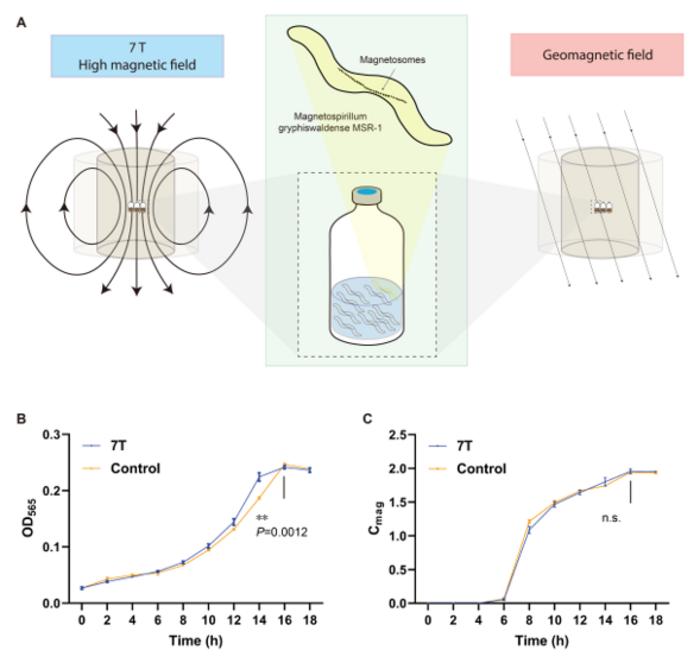 Study Reveals Biological Effects of High Magnetic Fields on Magnetotactic Bacteria