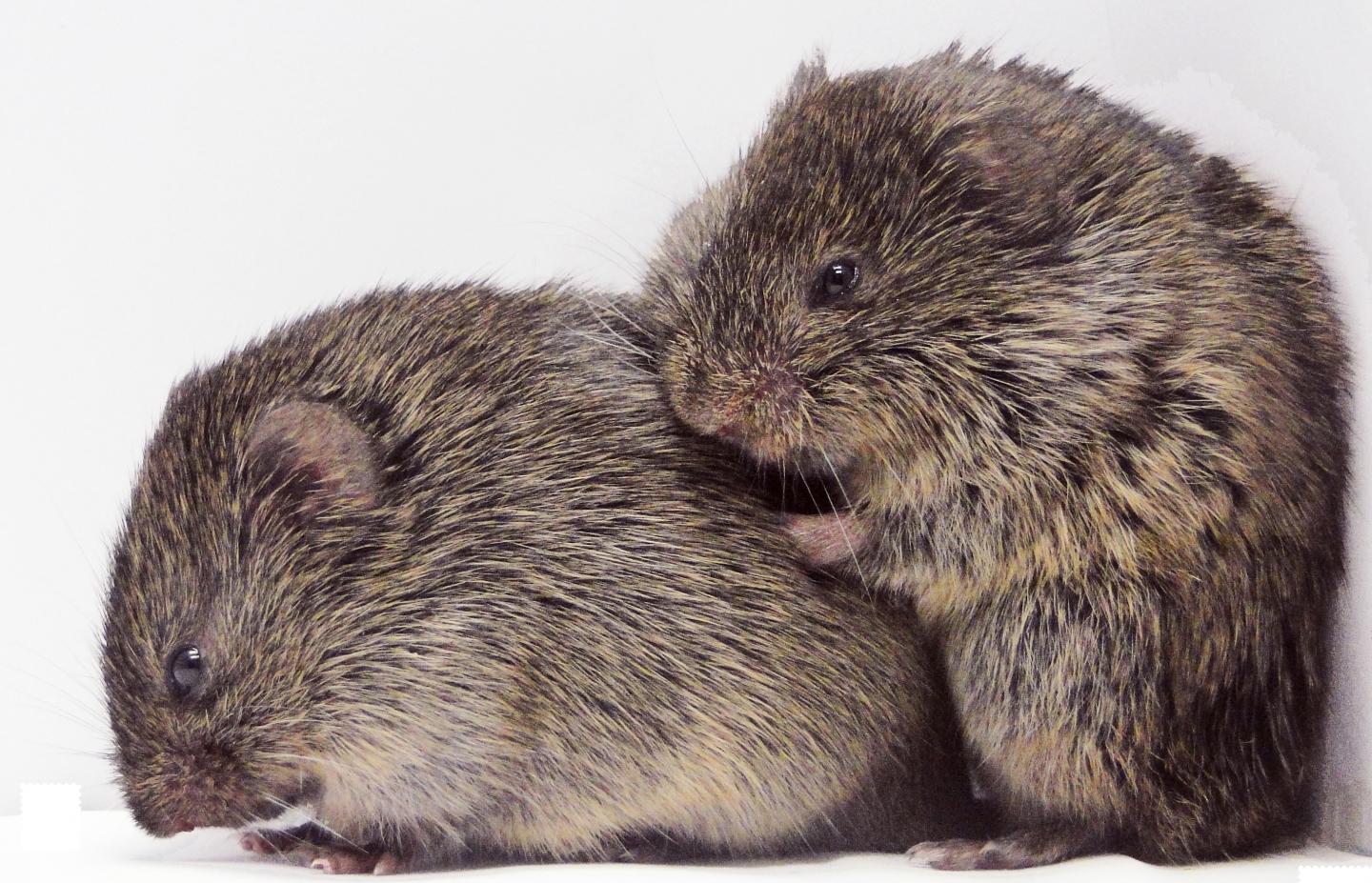 Empathy More Common in Animals than Thought (1 of 2)