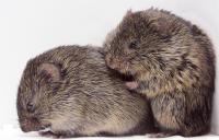 Empathy More Common in Animals than Thought (1 of 2)