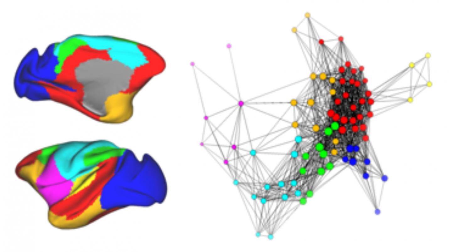 Brain Map