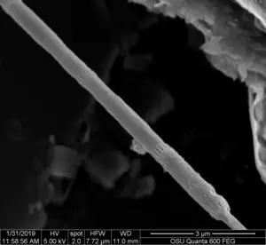 bacterial filament
