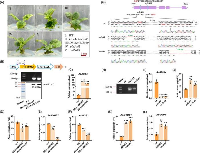 AcABI5a negatively regulates AsA synthesis in transgenic and gene editing kiwifruit lines.