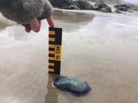 Measuring by-the-wind sailor on shore