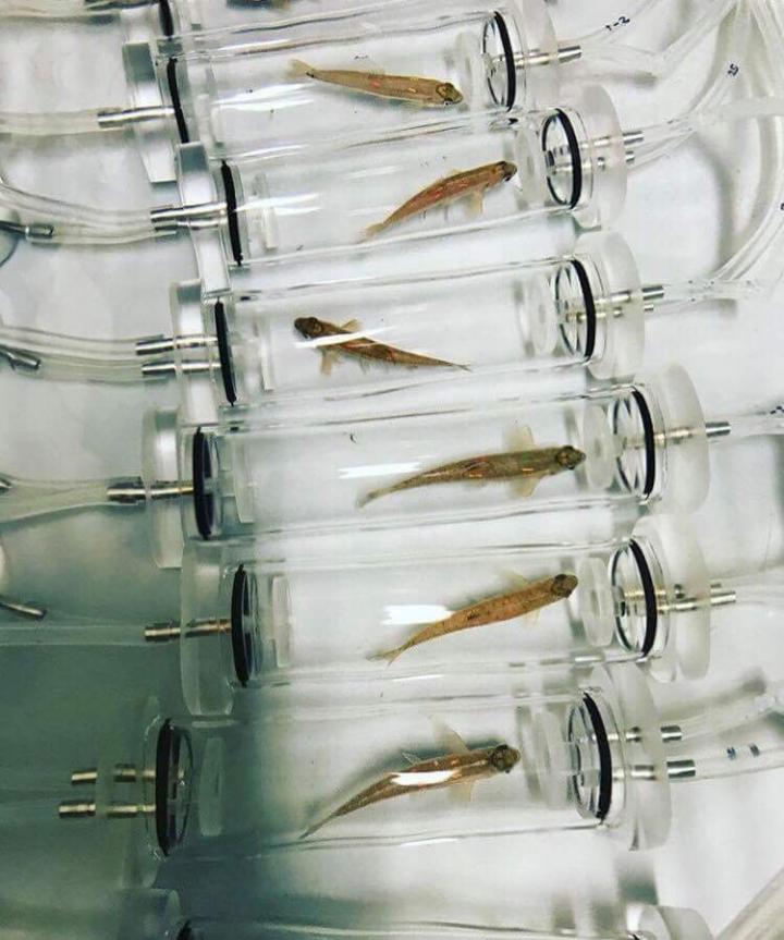 Fish in Respirometry Chamber