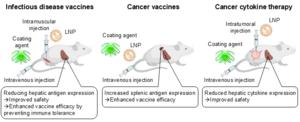 Mechanisms by Which the Use of Coating Agents Improves the Efficacy and Safety of Infectious Prevention Vaccines, Cancer Vaccines, and Cancer Cytokine Therapies