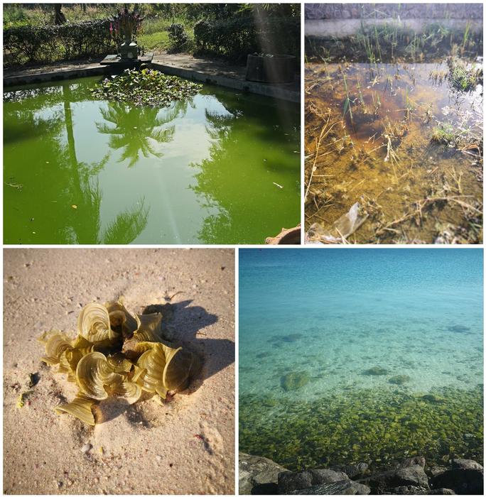 From freshwater ponds to clear coastal waters, single-celled algae play a vital role in sustaining life on Earth.