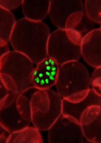 Malarial Parasites