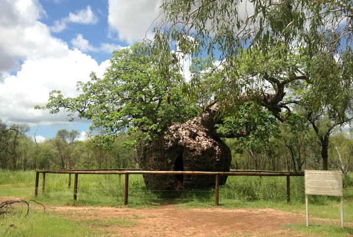Derby Boab Tree