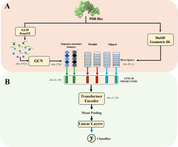 General schema of the proposed GSMFormer-PPI model