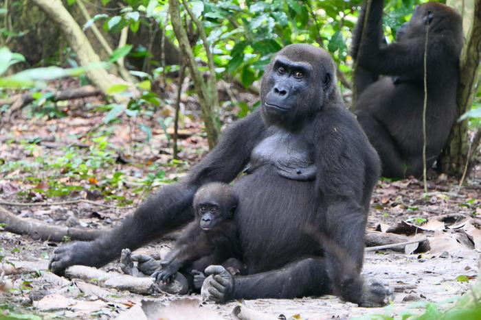 Western lowland gorillas