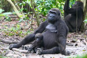 Western lowland gorillas