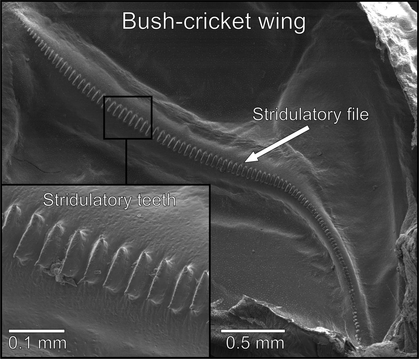 Example Bush-cricket Wing