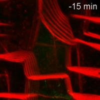 Cell Wall Assembly Gone Wrong