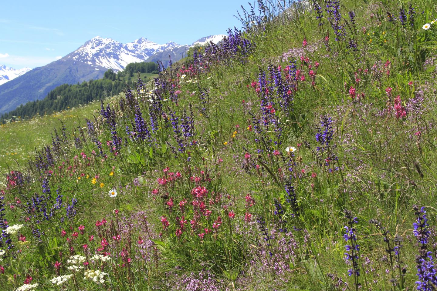 Habitat of the new moth species Dichrorampha velata