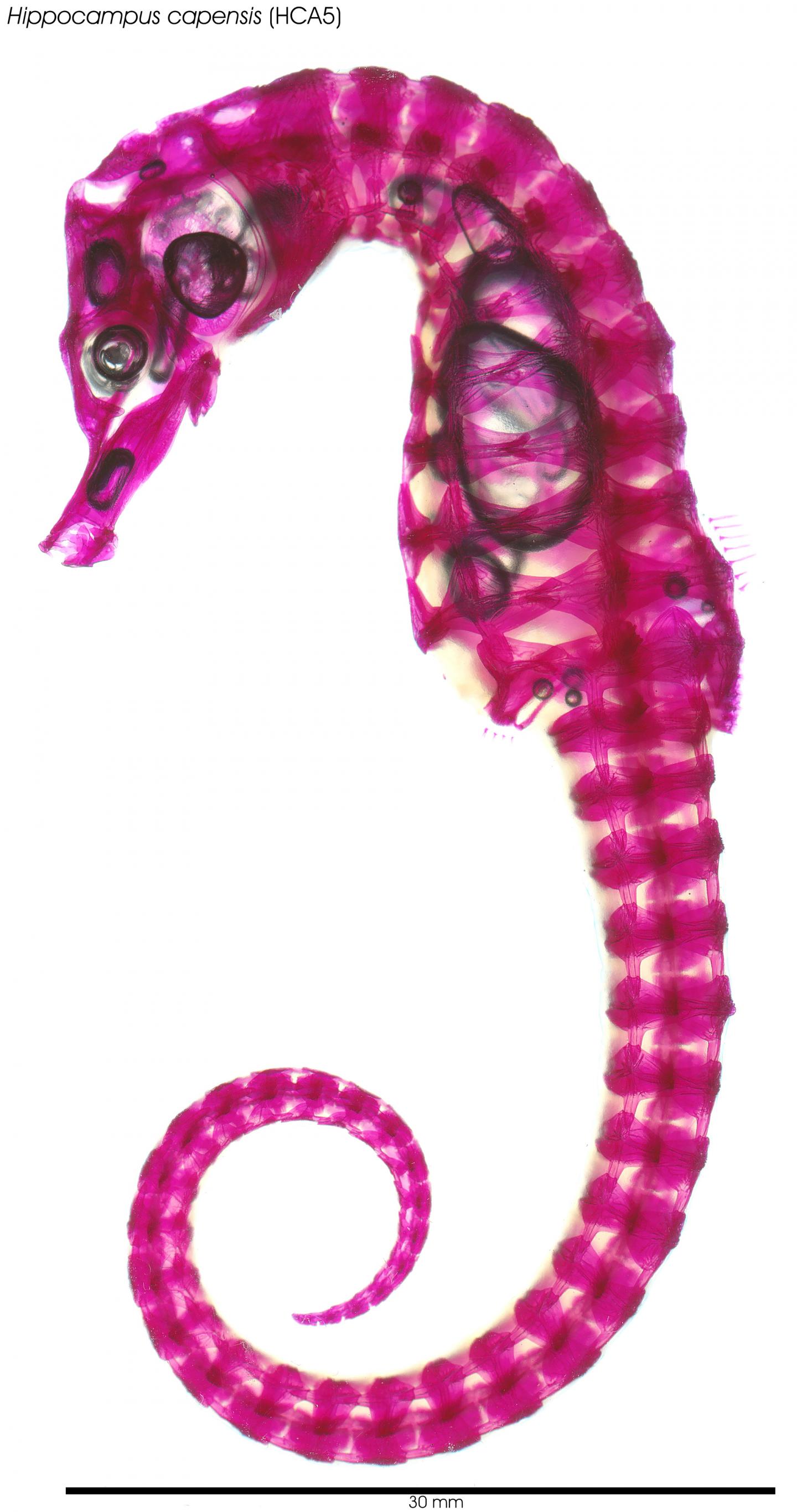 Be Square, Seahorse; It has Mechanical Advantages (3 of 10)