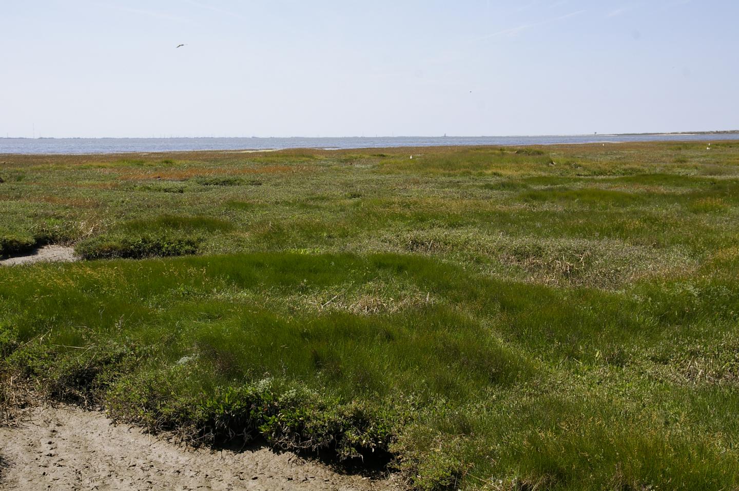 Salt marshes