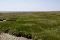 Salt marshes