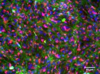 Stained Gill Cells (1 of 2)