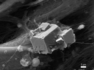 Artificial Bone