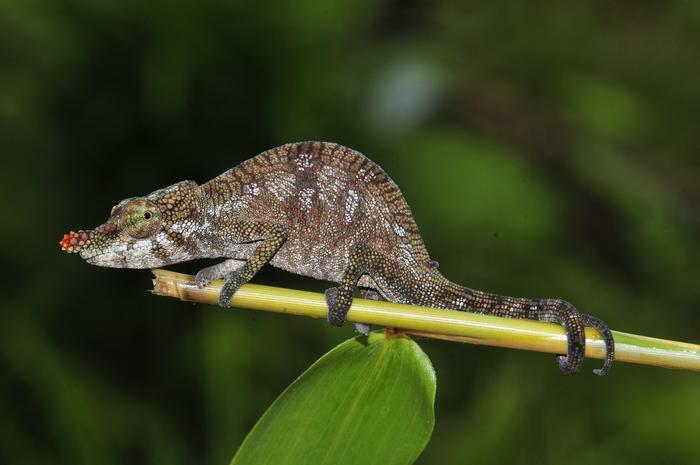 The female of Calumma pinocchio