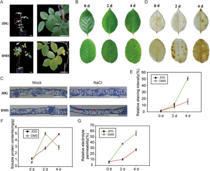 Phenotypes of JDG and DMS under salt stress.