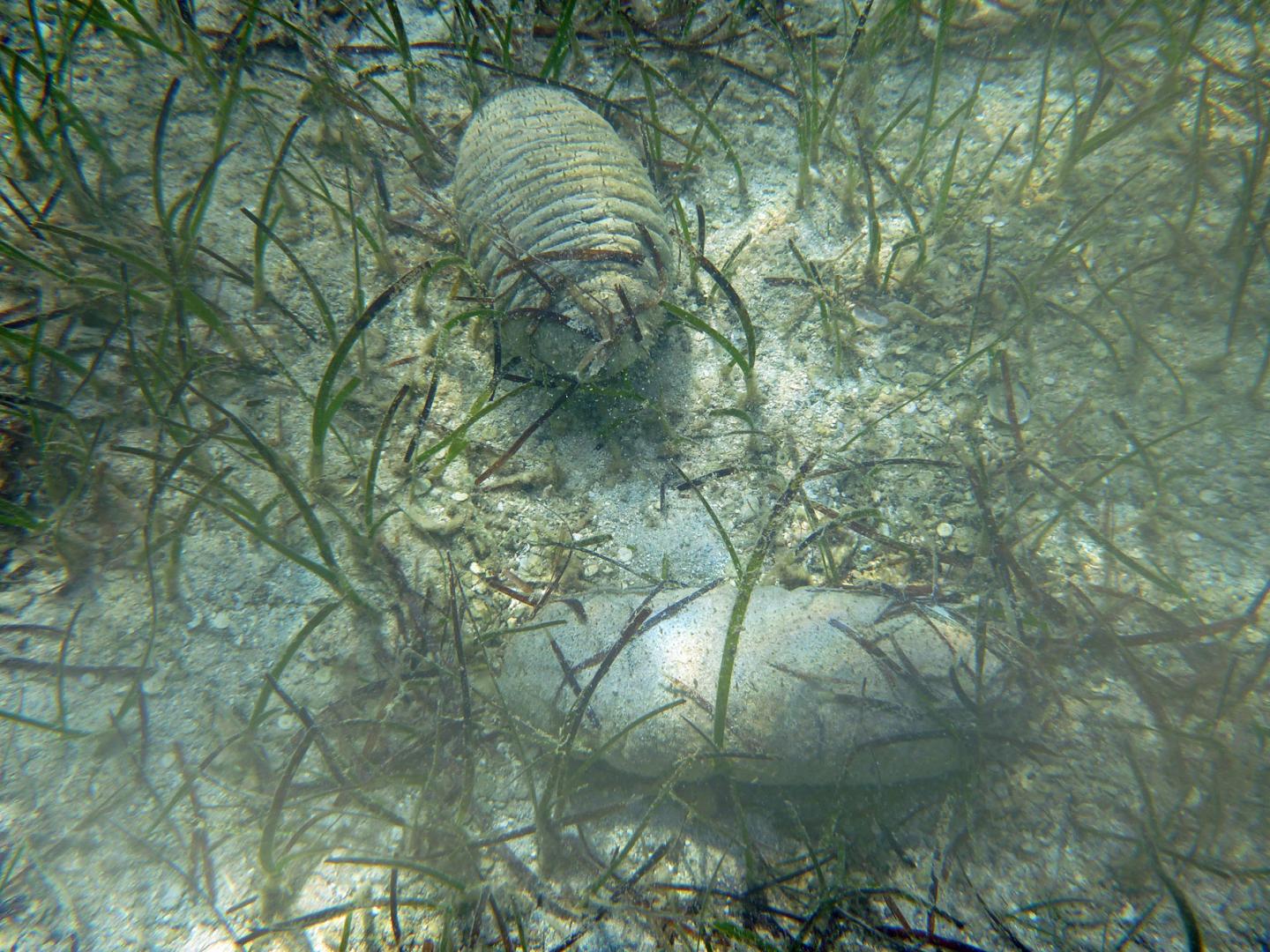 Sea Cucumber (1 of 2)