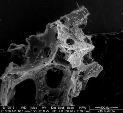 Electronic Microscope Image
