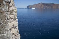 Colony of Thick-Billed Murres