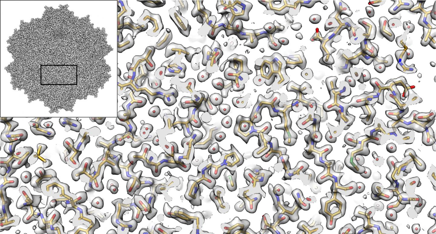 Salk Institute - Lyumkis lab - AAV2