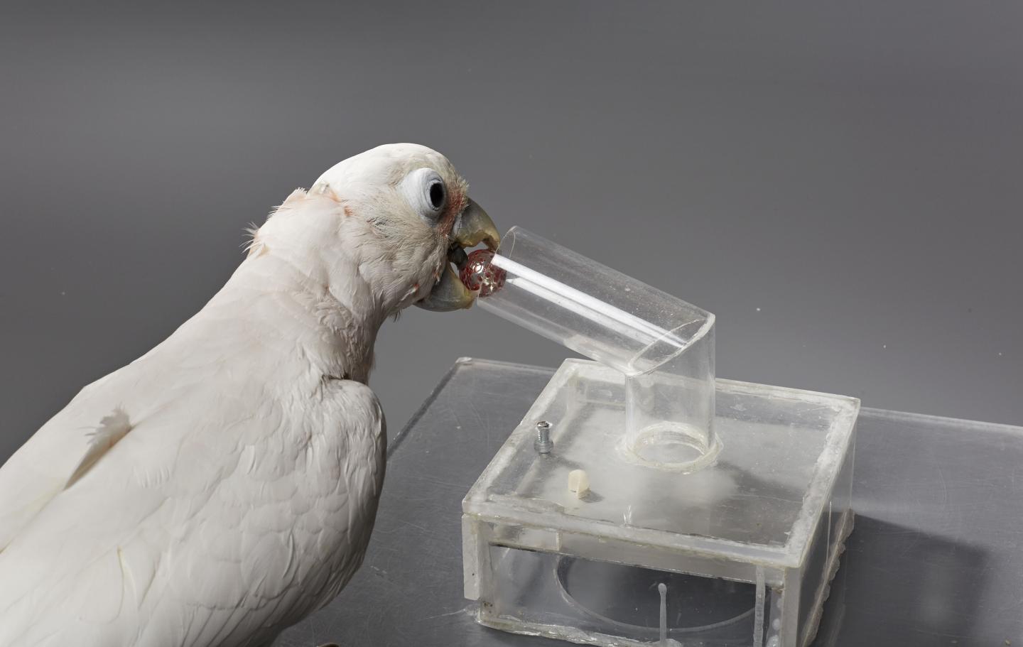 Cockatoo (3 of 3)