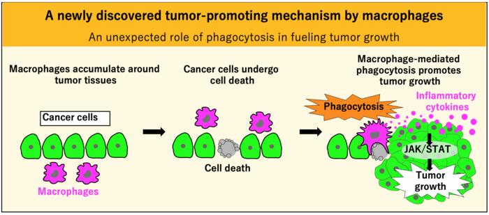 The unexpected role of phagocytosis in fueling tumor growth
