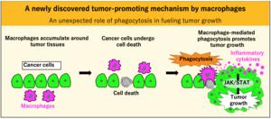 The unexpected role of phagocytosis in fueling tumor growth
