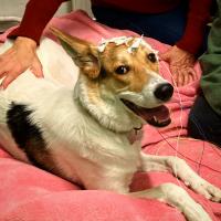 Dog under EEG test