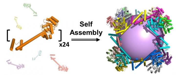 Molecular Cage