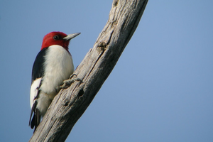 Red-headed woodpecker