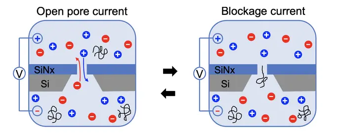 In single-molecule electrophoresis, there is a port just big enough for a polyzwitterion (squiggly line) to pass through, while charged electrolytes (blue and red) can flow freely.