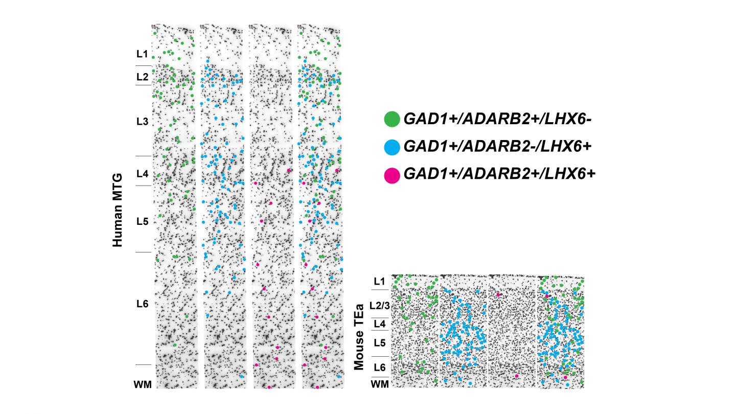 Measuring Genes in the Brain