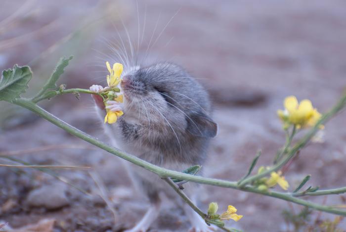 Mouse appears to sniff a flower