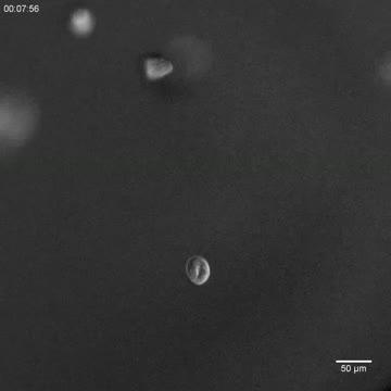 Worm Embryos Shown during Clinorotation