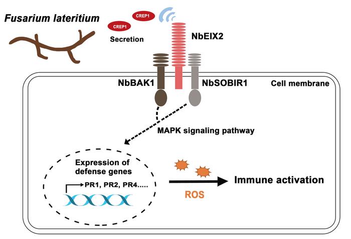 A working model of CREP1-NbEIX2 in fungal-plant interactions.